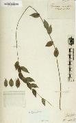 Herbarium Alexander von Humboldt